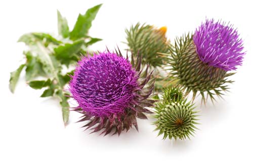 Wątroba Hepa Forte Dr Jacobs   Ostropest Plamisty